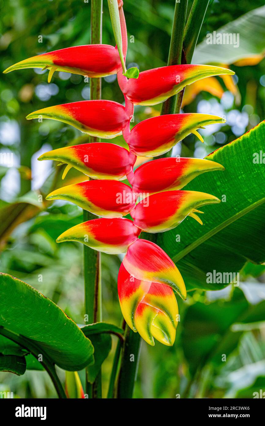 Heliconia velutina in the rain forest Stock Photo