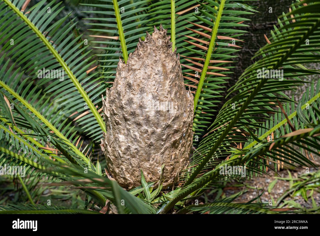 Dioon edule male (Mexican Double Palm Fern). Botanical garden Heidelberg, Baden Wuerttemberg, Germany Stock Photo