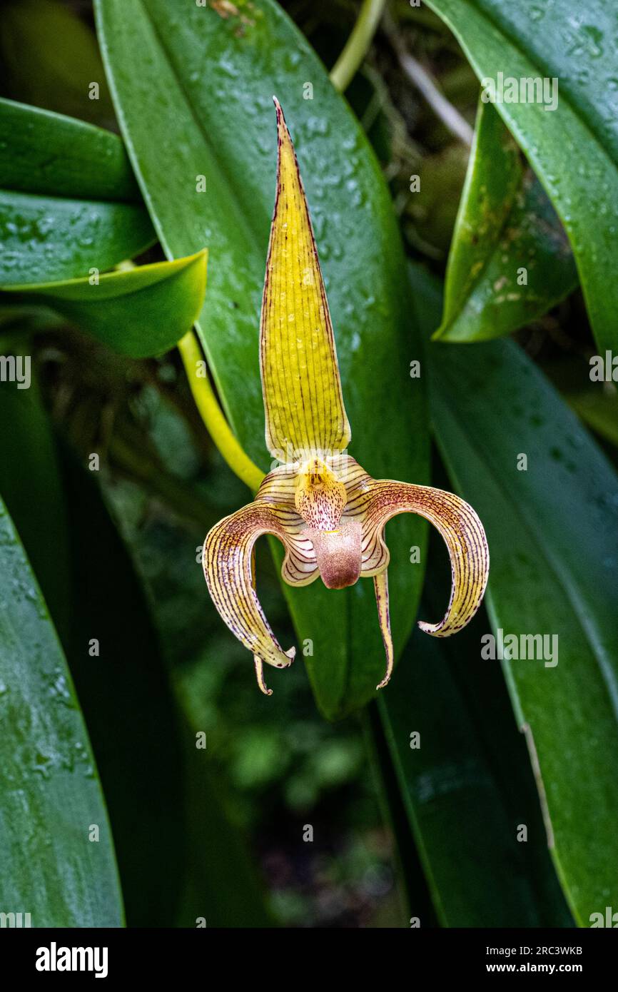 Bulbophyllum lobbii (Lobb‘s bulbophyllum) is a species of orchid. Stock Photo
