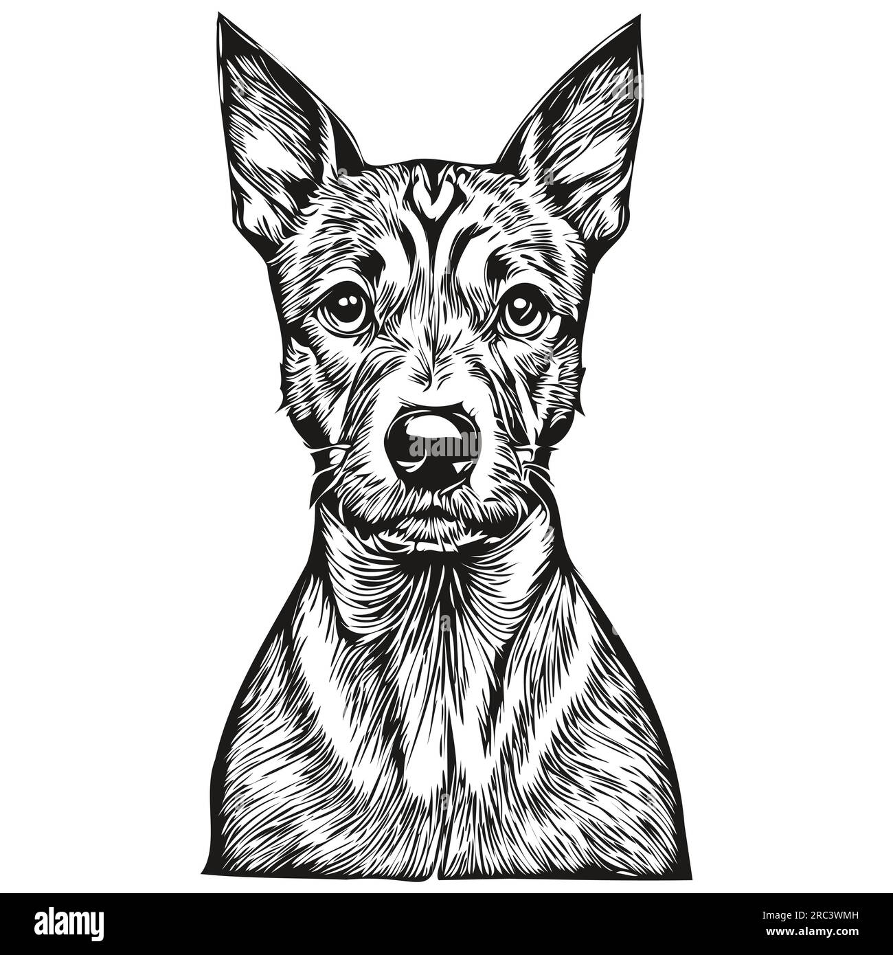 American Hairless Terrier dog vector face drawing portrait, sketch ...