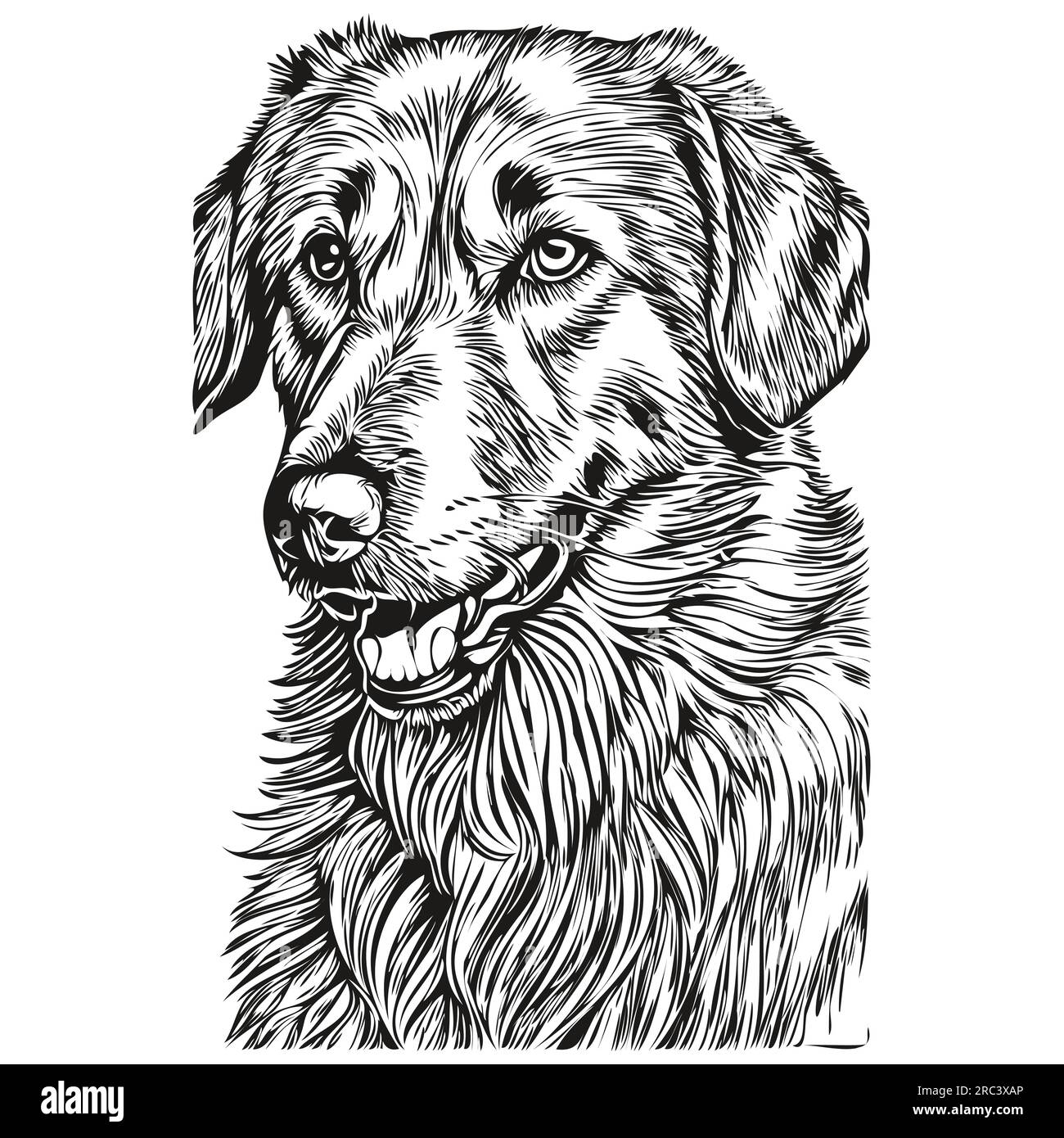Anatolian Shepherd dog head line drawing vector,hand drawn illustration