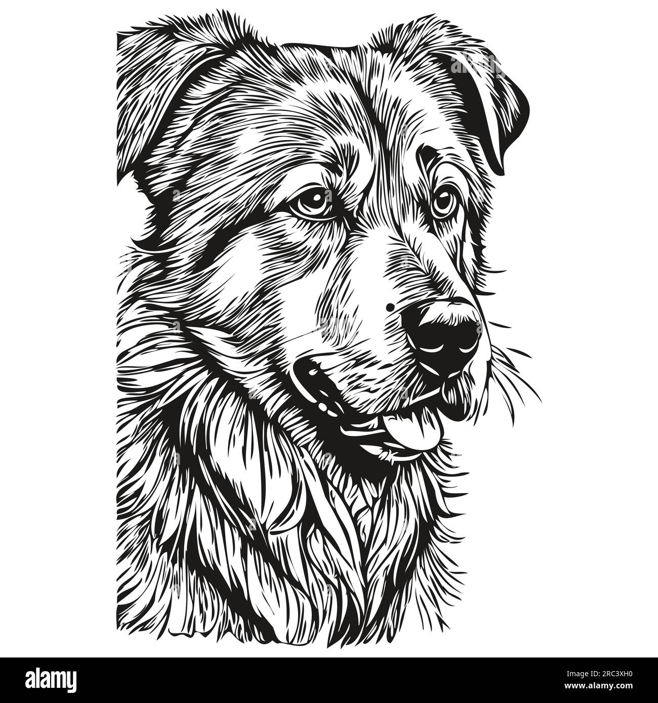 Anatolian Shepherd dog isolated drawing on white background, head pet line illustration Stock Vector