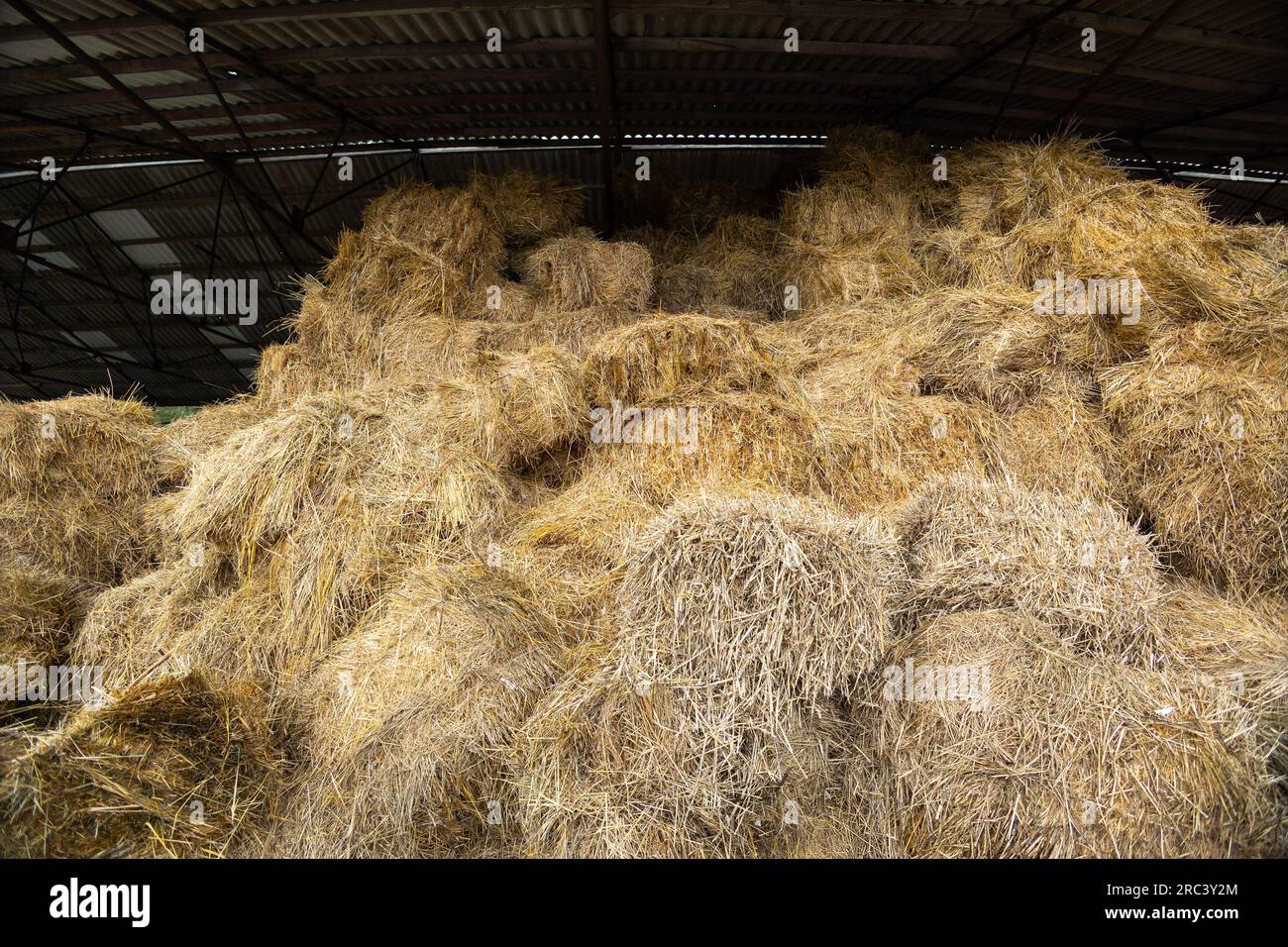 Storage of hay and straw in bales on the farm. Concept theme Stock