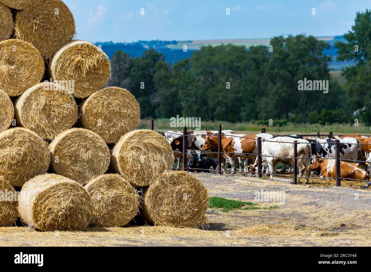Storage of hay and straw in rolls on the farm. Concept theme Stock