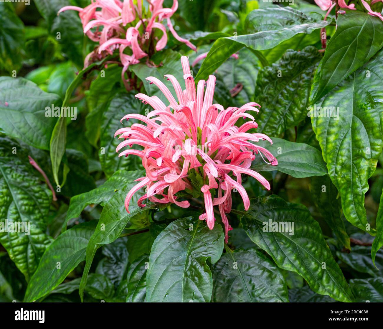Jacobinia, Brazilian Plume Flower, Flamingo Flower (Justicia carnea) Stock Photo