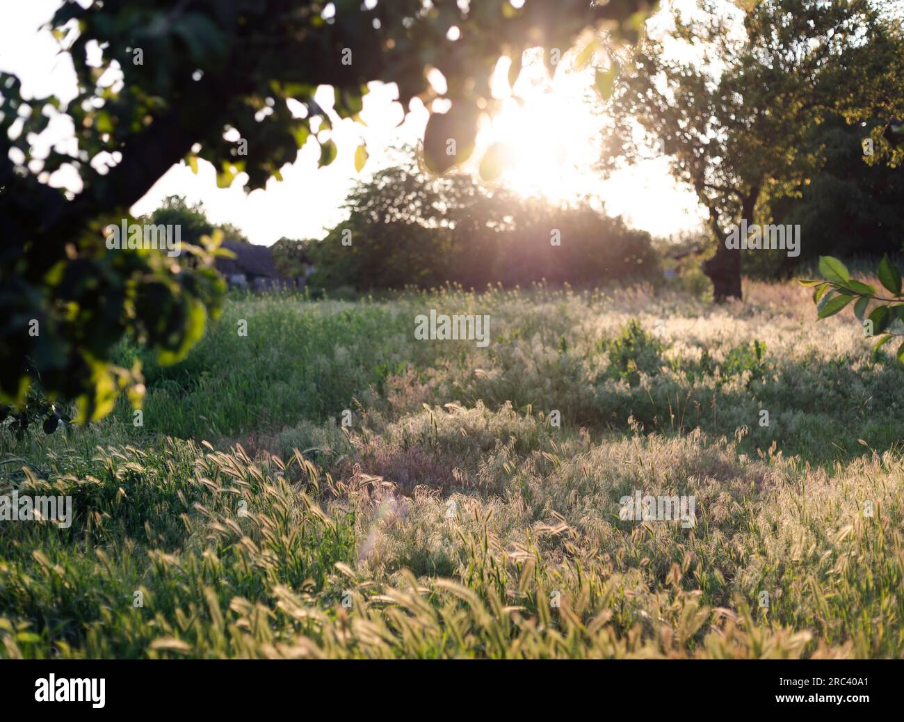 view of the garden in the rays of the evening sun Stock Photo