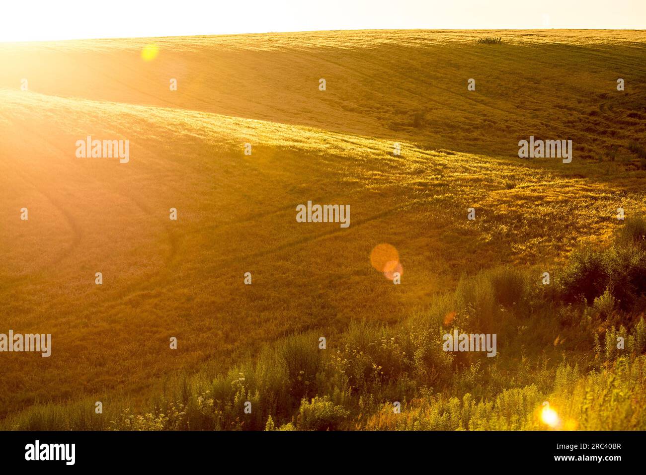 Ukraine Rye Field Velvet fields of ripe barley or rye in evening sunlight. Typical ...
