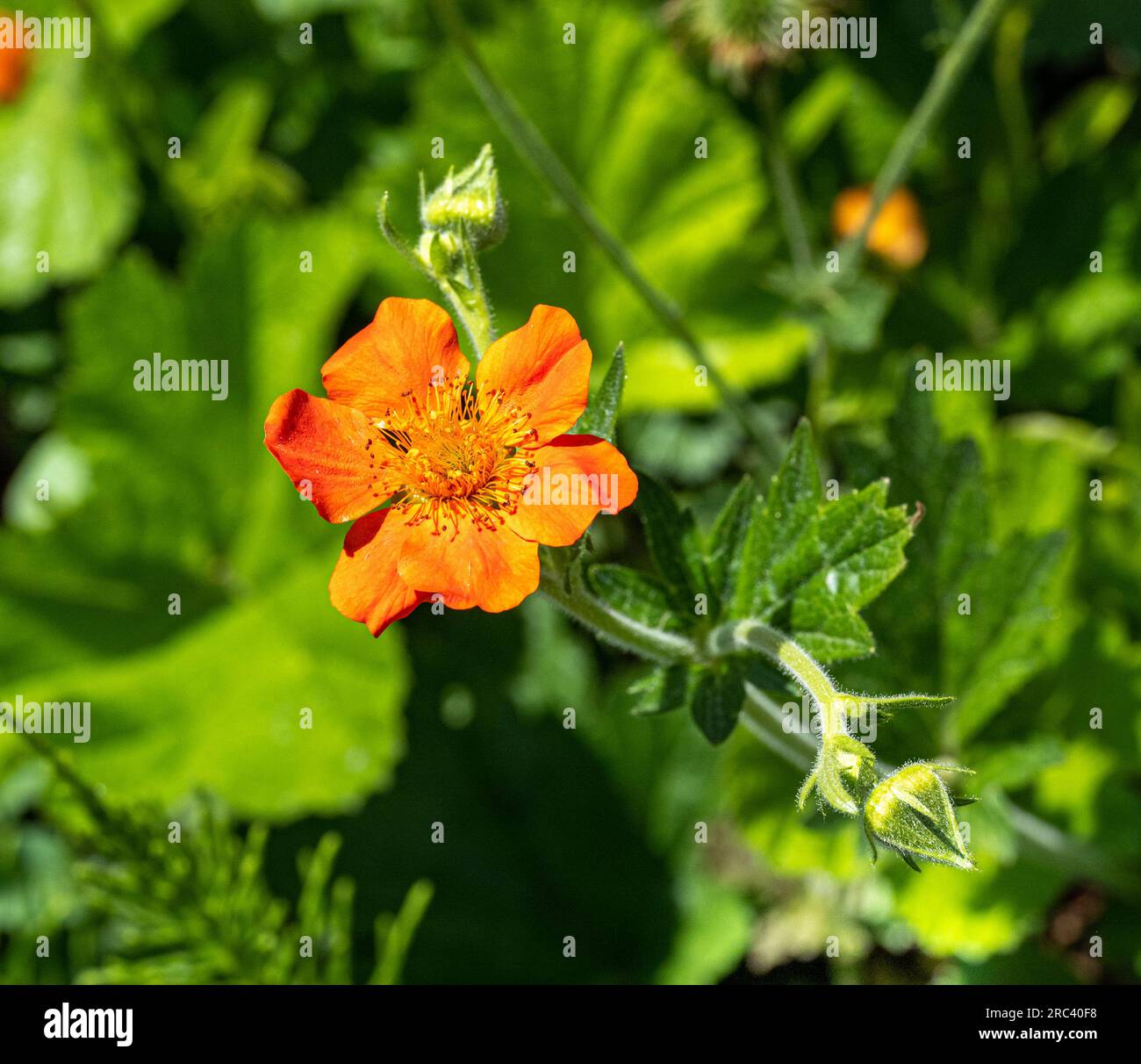 Geum coccineum. Native to the mountains of the Balkans and northern Turkey Stock Photo