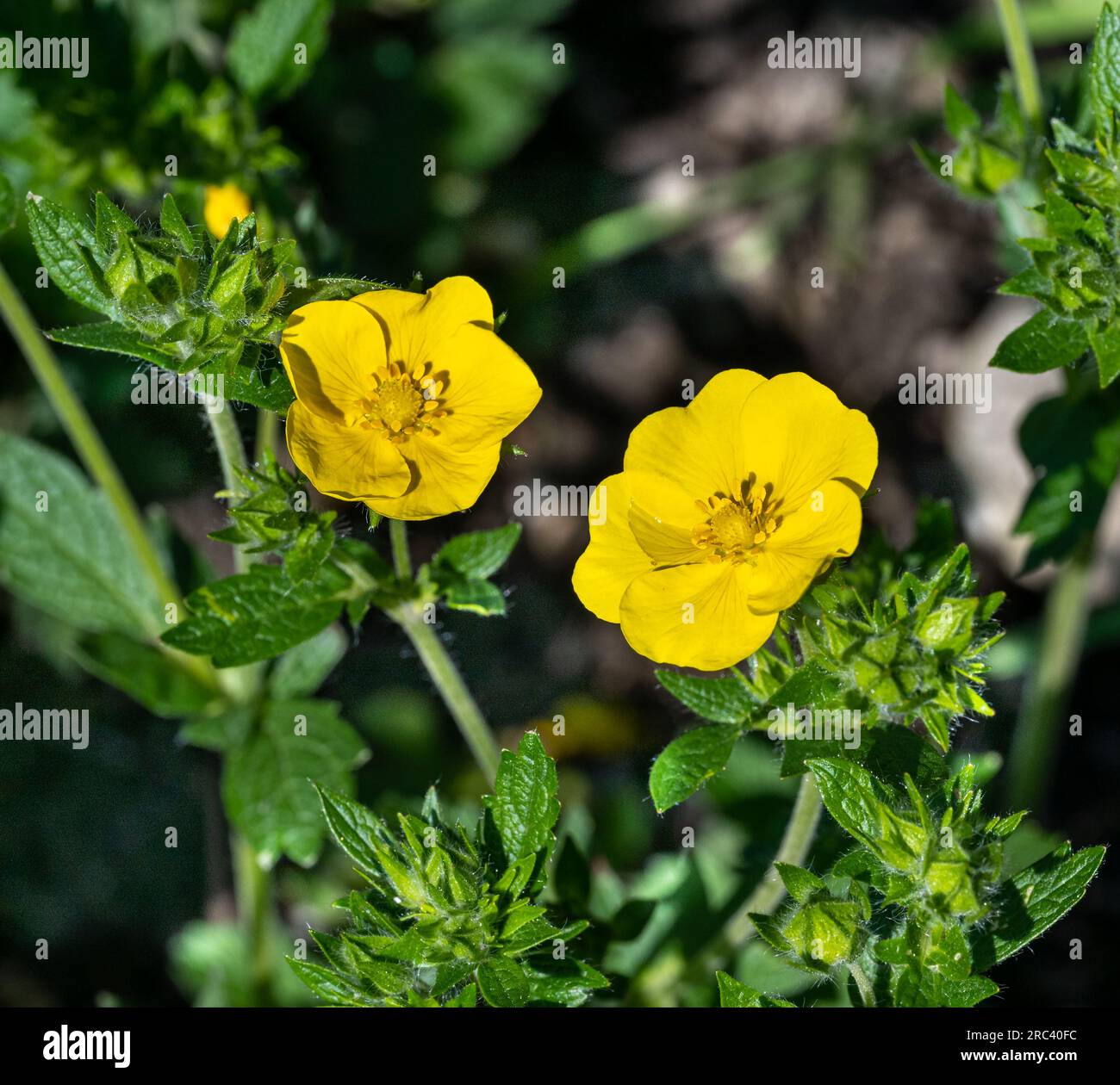 High fingerwort Potentilla recta (Family: Rosaceae). It is native to Eurasia. Stock Photo