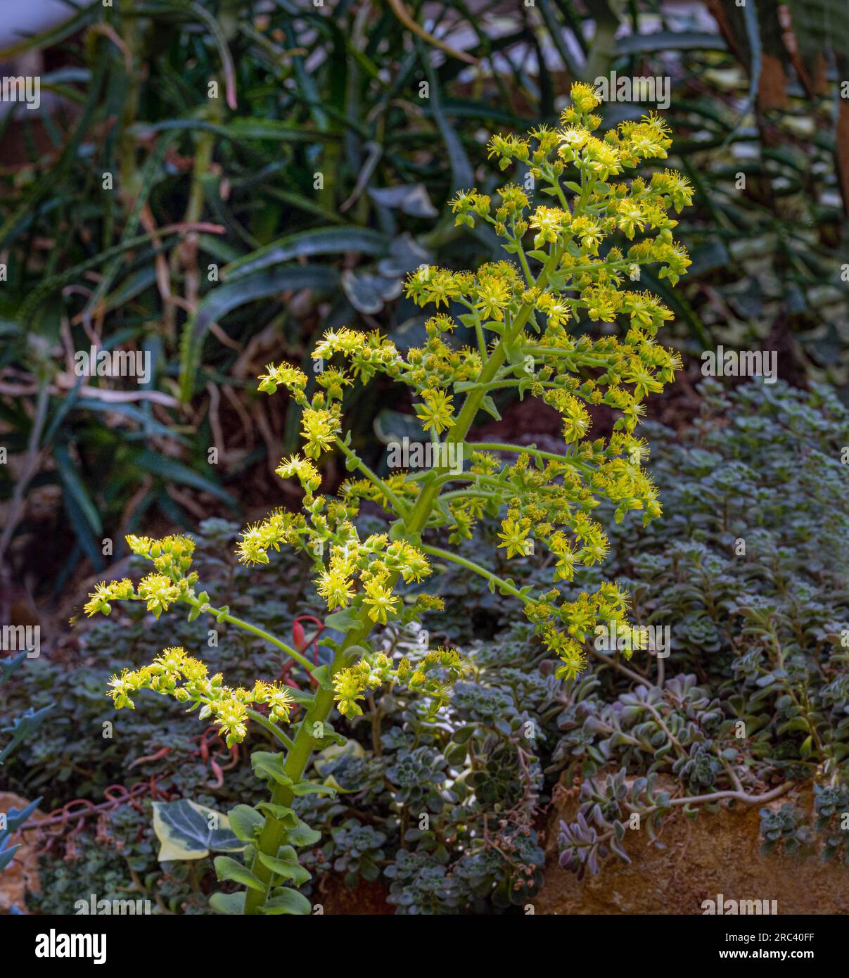 Bejeque tabaquero or gongaro canario (Aeonium canariense) is a succulent shrub endemic to Canary Islands Stock Photo