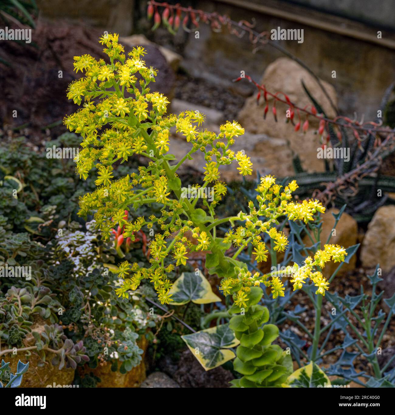 Bejeque tabaquero or gongaro canario (Aeonium canariense) is a succulent shrub endemic to Canary Islands Stock Photo