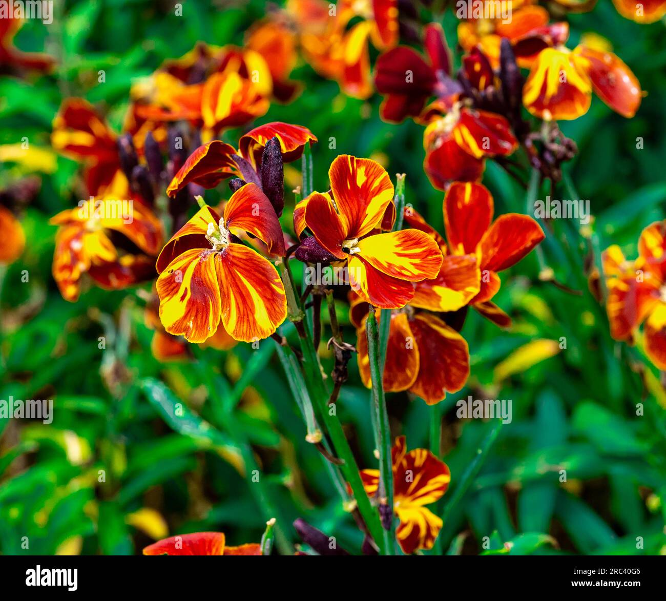 Dark red and orange garden wallflower - Latin name - Erysimum cheiri Stock Photo