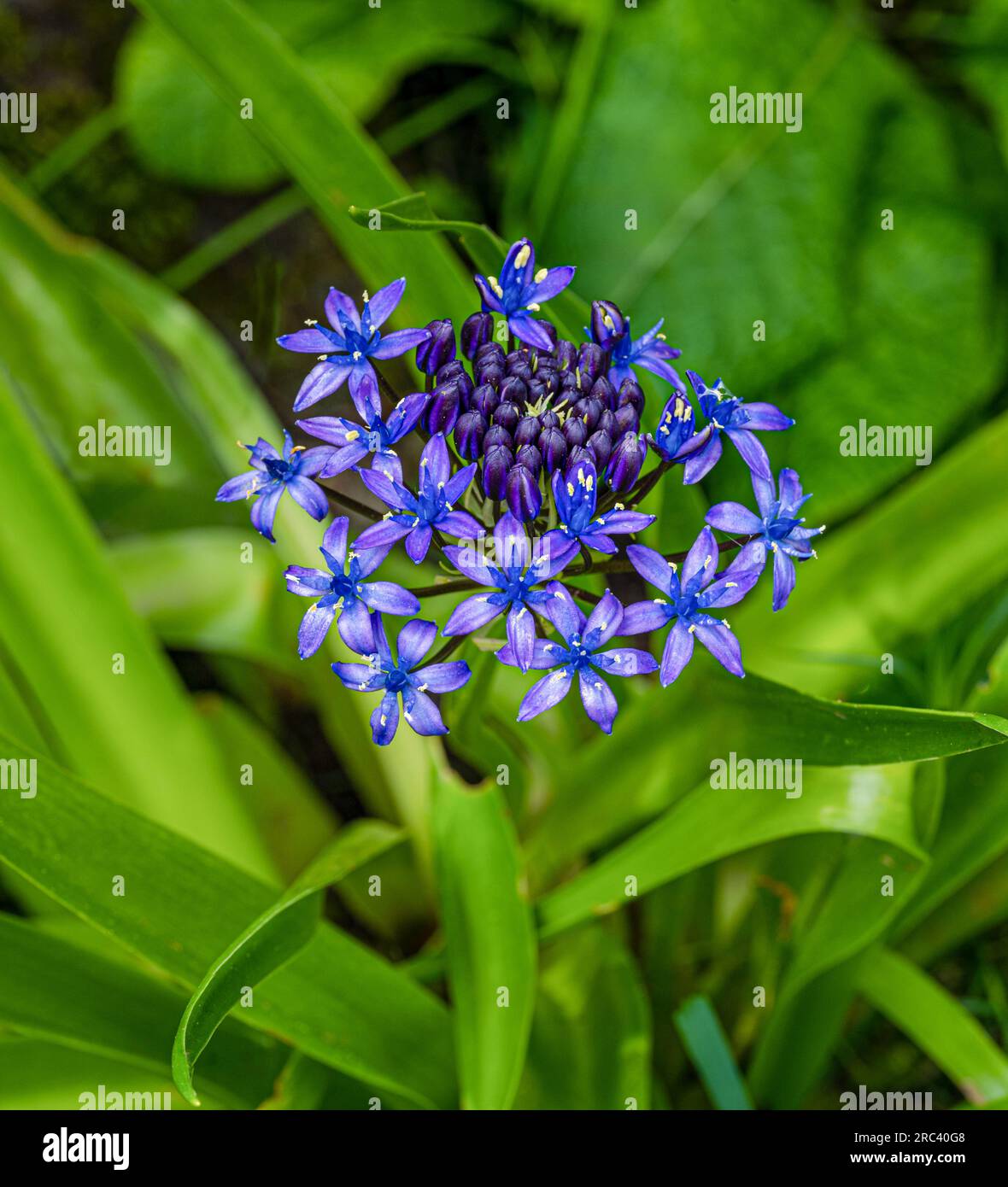 Scilla peruviana or purple blue,an irresistible umbel of ice blue stars Stock Photo