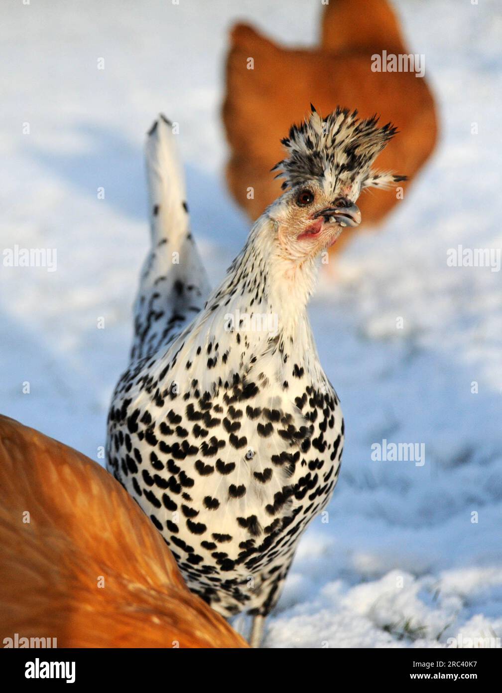 Appenzeller hen hi-res stock photography and images - Alamy