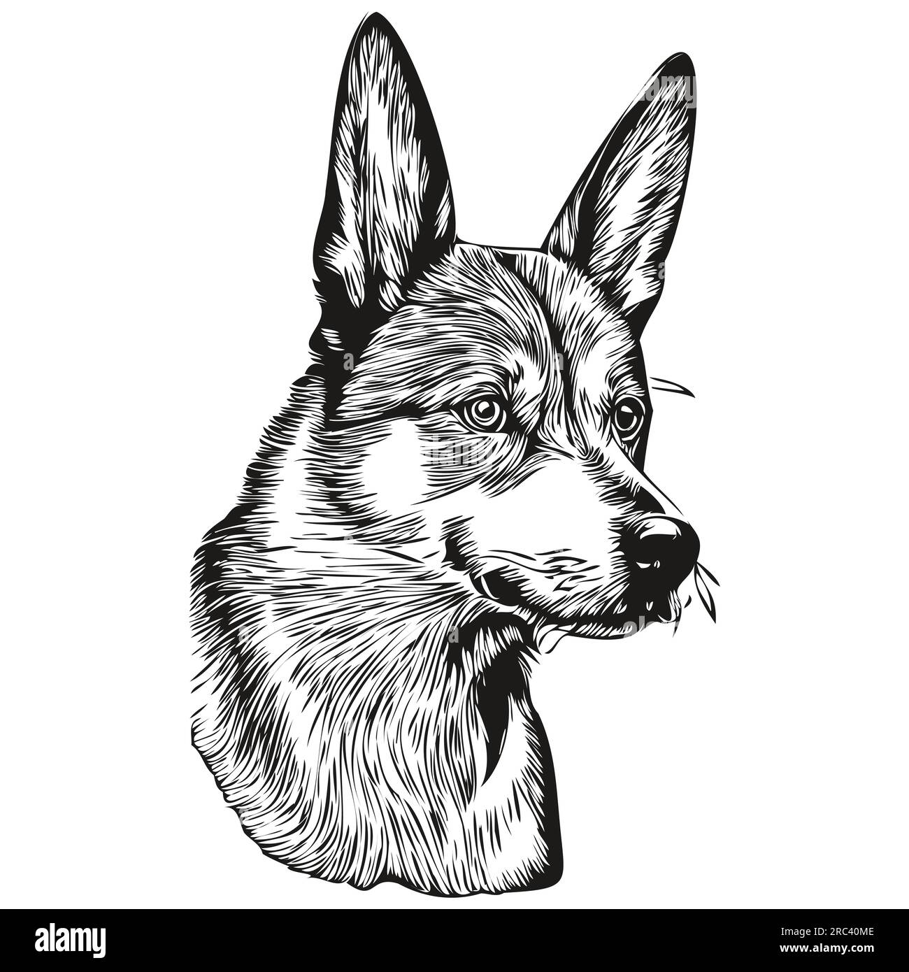 Basenji dog vector graphics, hand drawn pencil animal line illustration ...