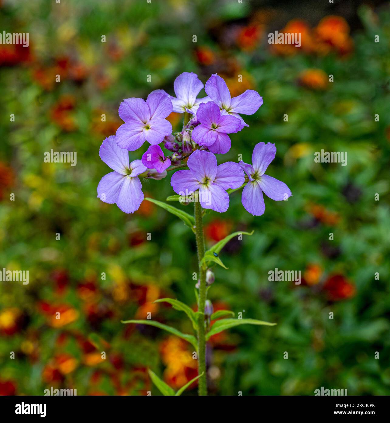 Ordinary night viole (Hesperis matronalis) Stock Photo