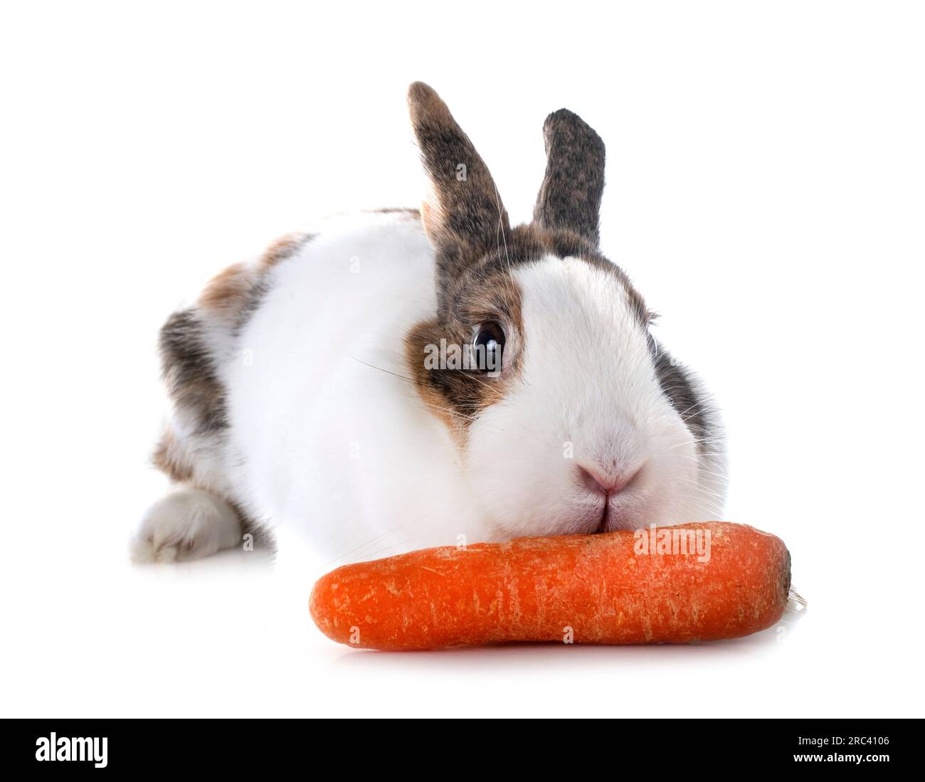 rex rabbit in front of white background Stock Photo