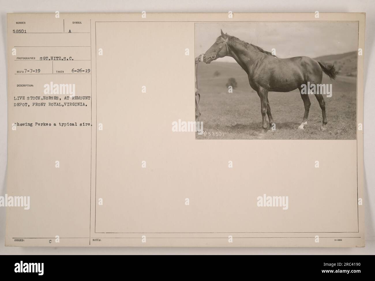 Image of live stock horses at the Remount Depot in Front Royal, Virginia. Taken by Sgt. Hitz on July 7, 1919. The picture showcases Perk, a representative sire. Note: The identification number of the photograph is 58501. Stock Photo