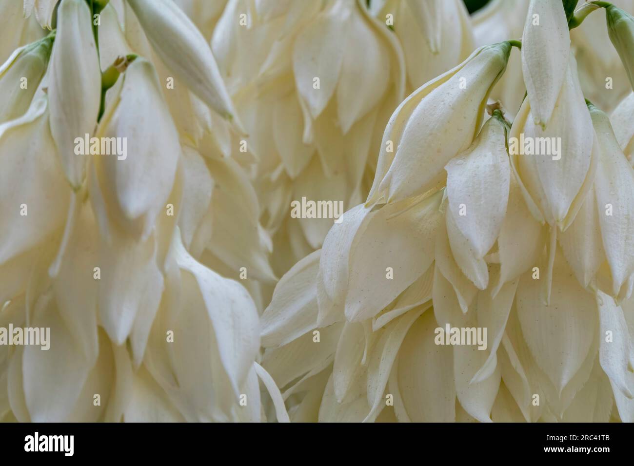 Rain drops with the sand on white flowers of Yucca Rostrata or Beaked Yucca close up Stock Photo