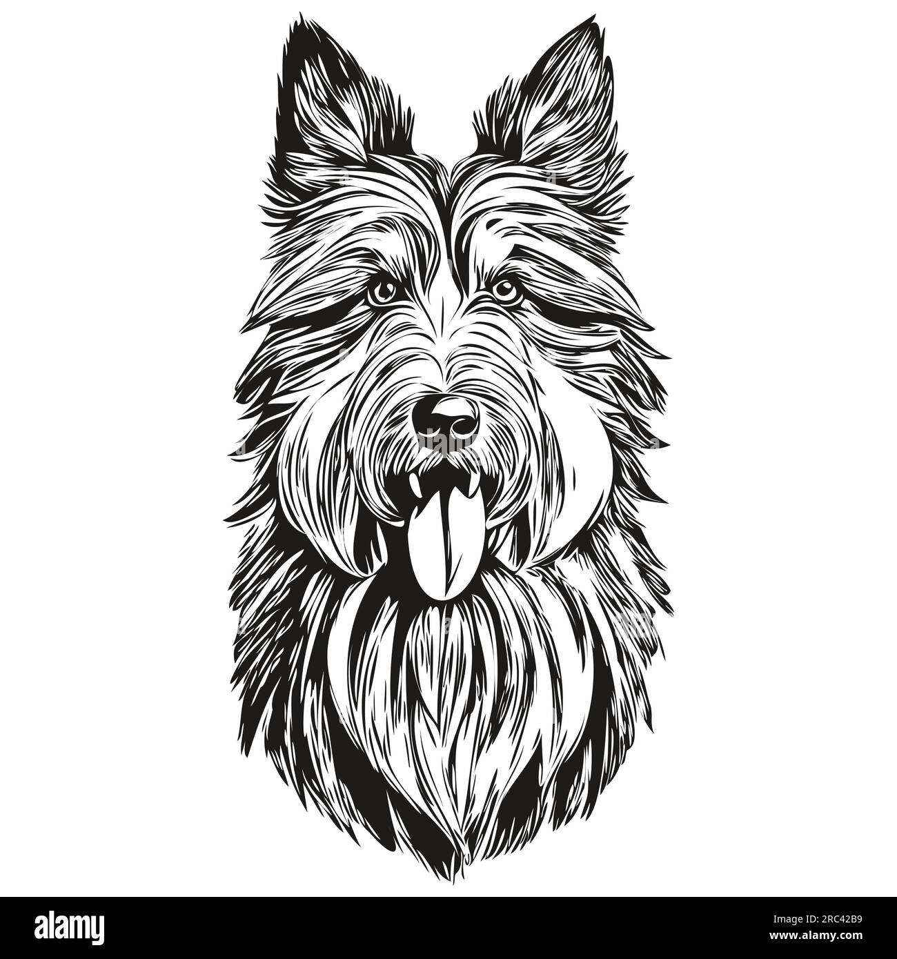 Bearded Collie dog face vector portrait, funny outline pet illustration white background Stock