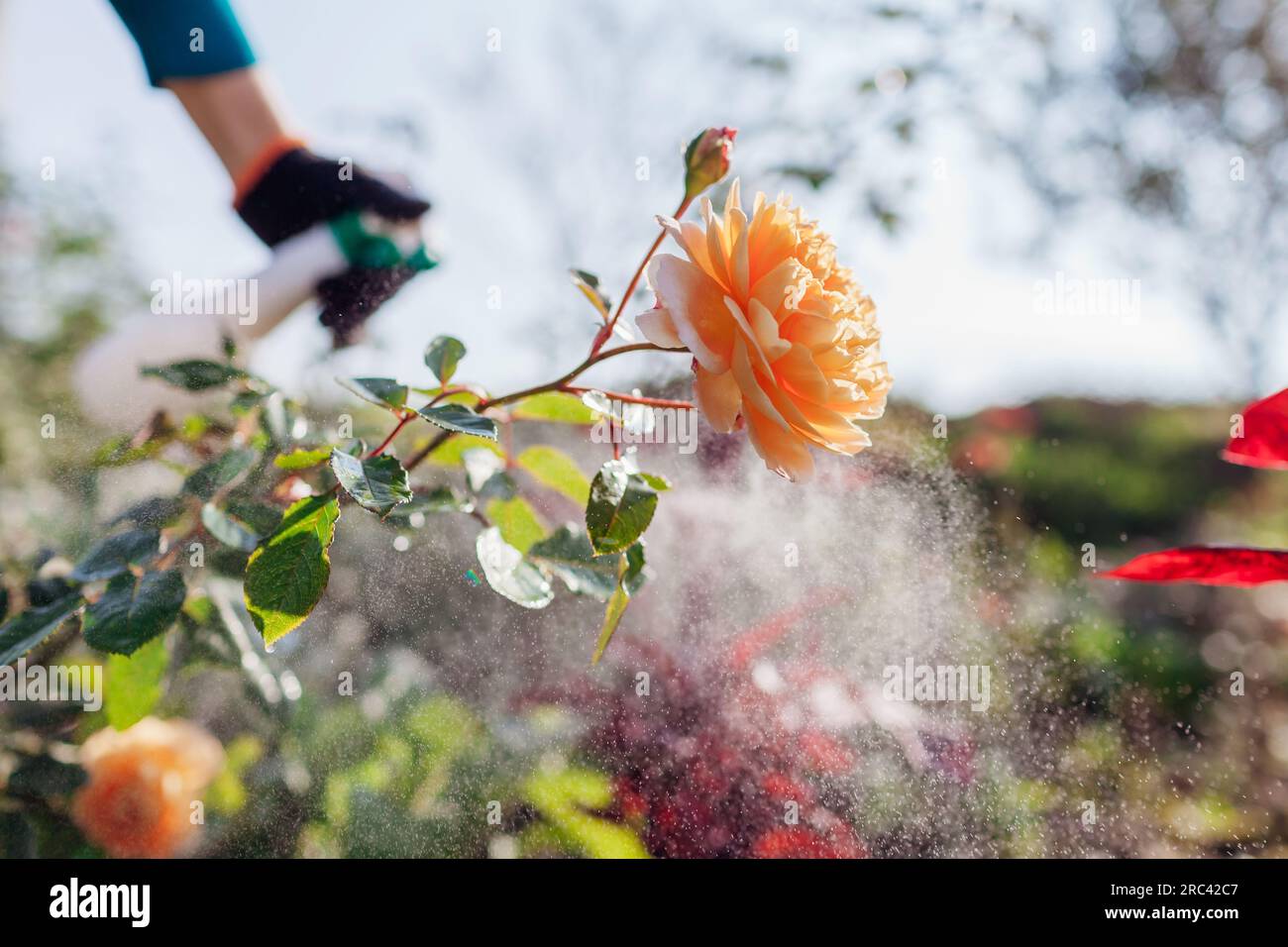 Protecting shrubs from fungus. Gardener sprays english roses with