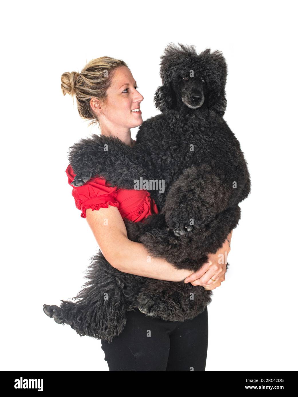 standard black poodle and woman in front of white background Stock Photo