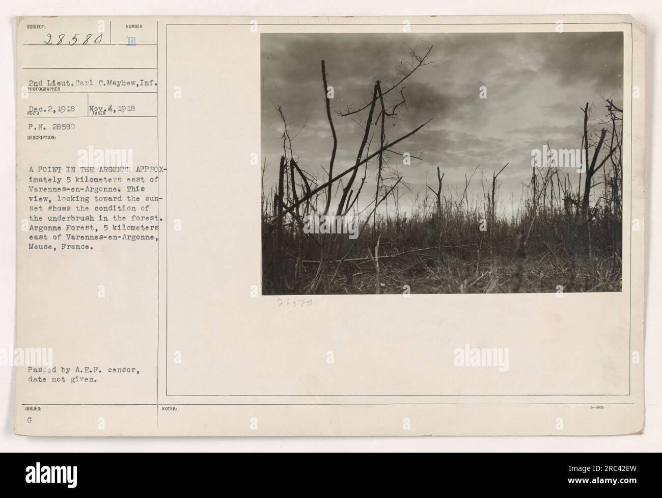 'Image taken by 2nd Lieut. Carl C. Mayhew, Infantry, on April 19, 1918. Location is in the Argonne Forest, approximately 5 kilometers east of Varennes-en-Argonne, Meuse, France. Caption notes the condition of the underbrush in the forest, and the photograph shows a view looking towards the sunset.' Stock Photo