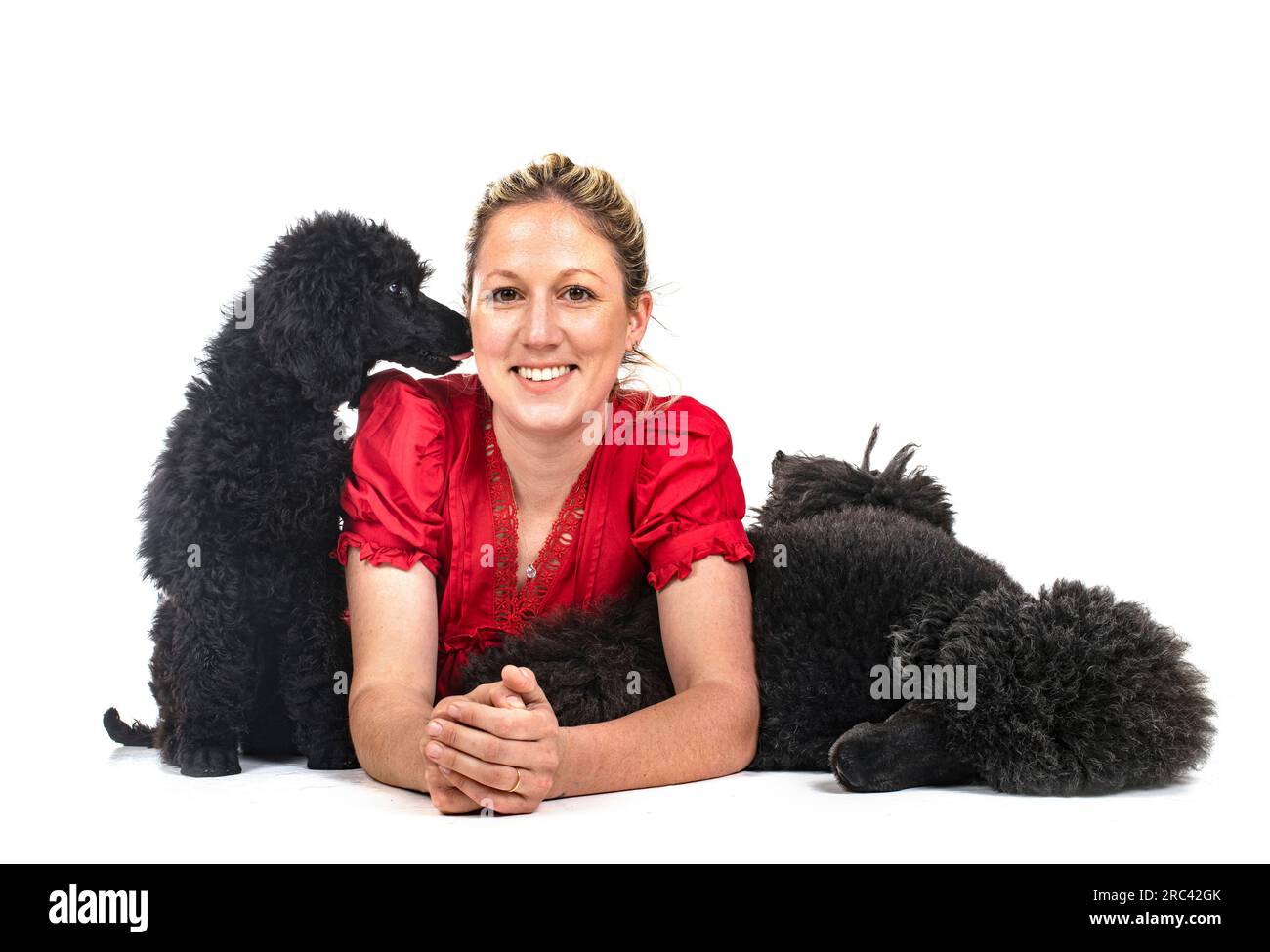 standard black poodles and woman in front of white background Stock Photo