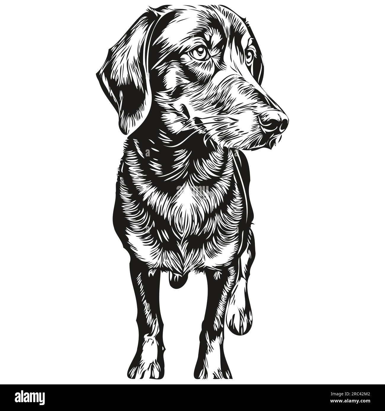 Black and Tan Coonhound dog pet sketch illustration, black and white engraving vector sketch drawing Stock Vector