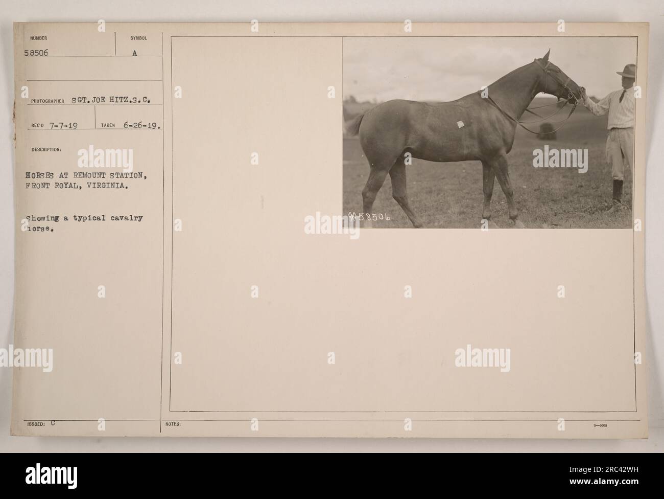A group of horses at the remount depot in Front Royal, Virginia. These
