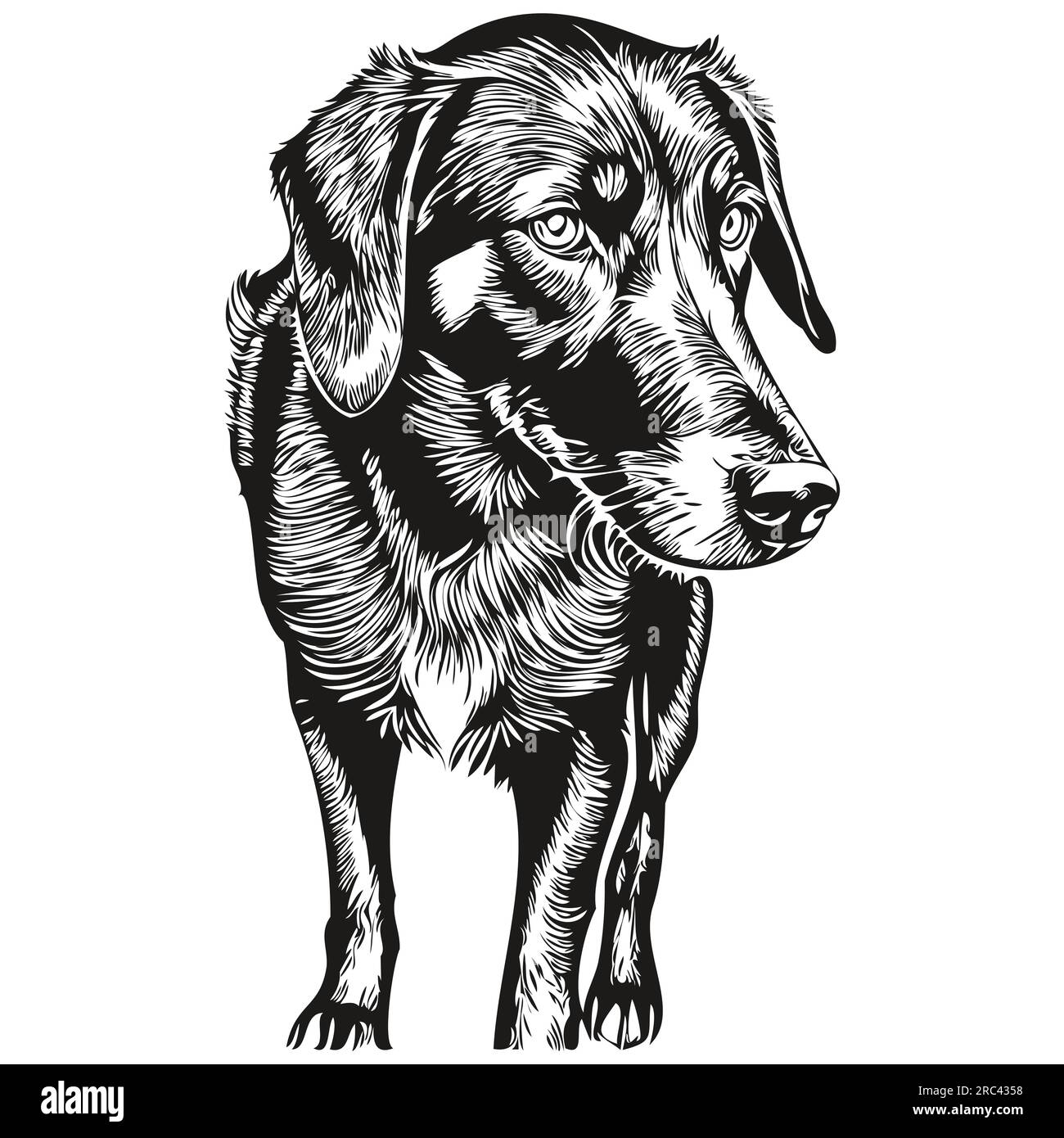 Black and Tan Coonhound dog hand drawn logo drawing black and white