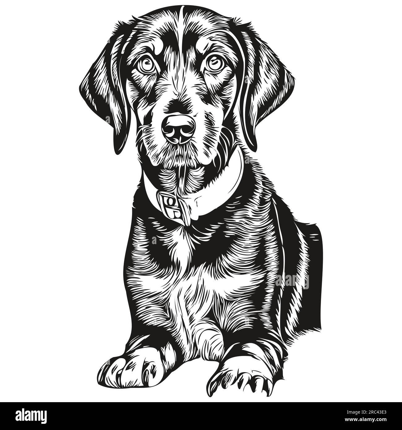 Black and Tan Coonhound dog realistic pet illustration, hand drawing face black and white vector Stock Vector