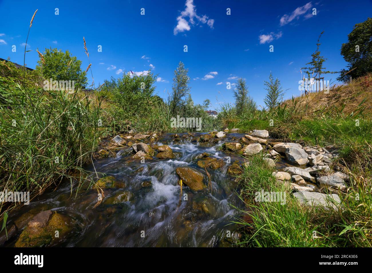 Recklinghausen, North Rhine-Westphalia, Germany - Renaturalized Hellbach, renaturalized watercourse, the Hellbach is now free of wastewater after the Stock Photo