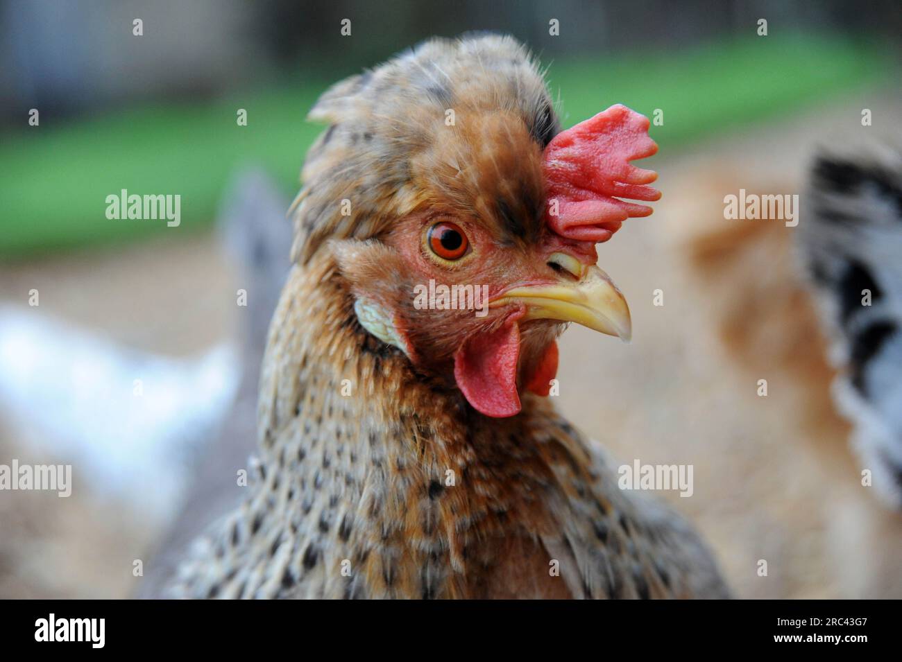 crested cream legbar hen in her garden Stock Photo Alamy