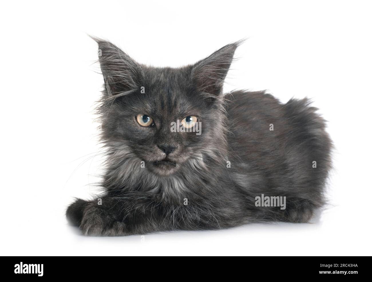 maine coon kitten in front of white background Stock Photo