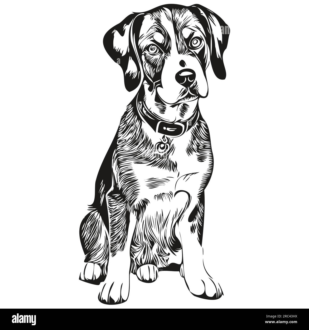 Bluetick Hound Coloring Pages