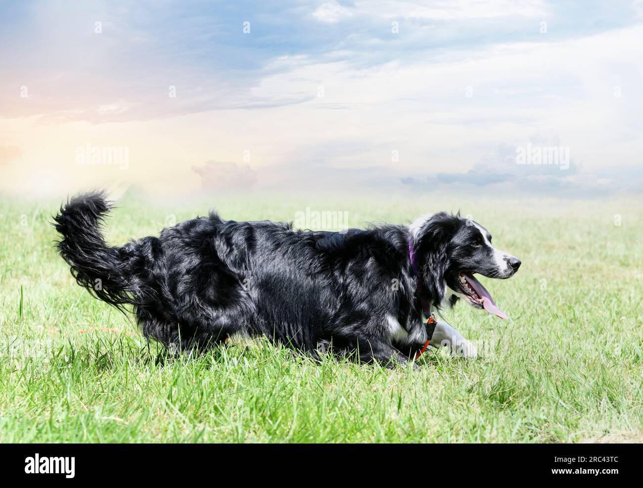 dog training for obedience discipline with a border collie Stock Photo Alamy