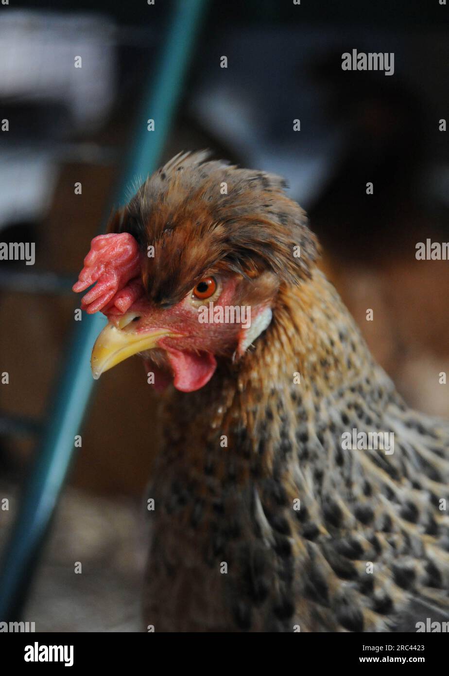 crested cream legbar hen in her garden Stock Photo Alamy
