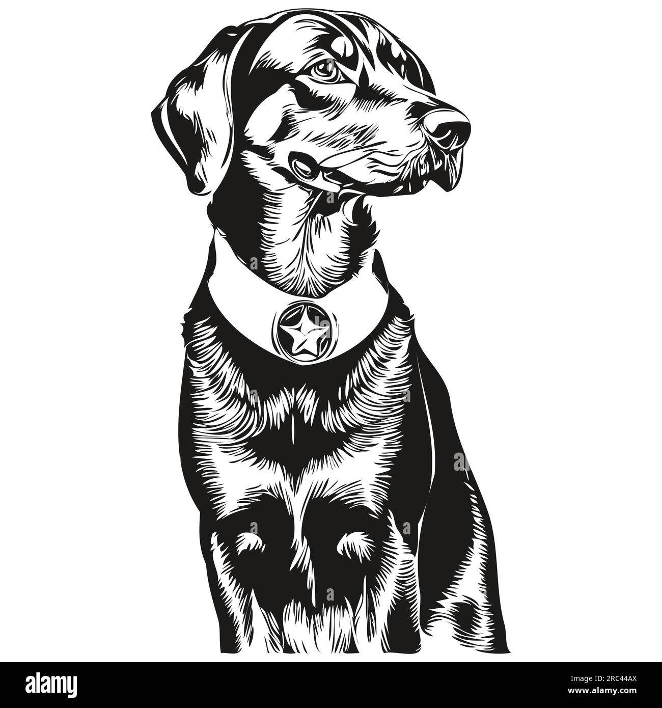 Black and Tan Coonhound dog isolated drawing on white background, head