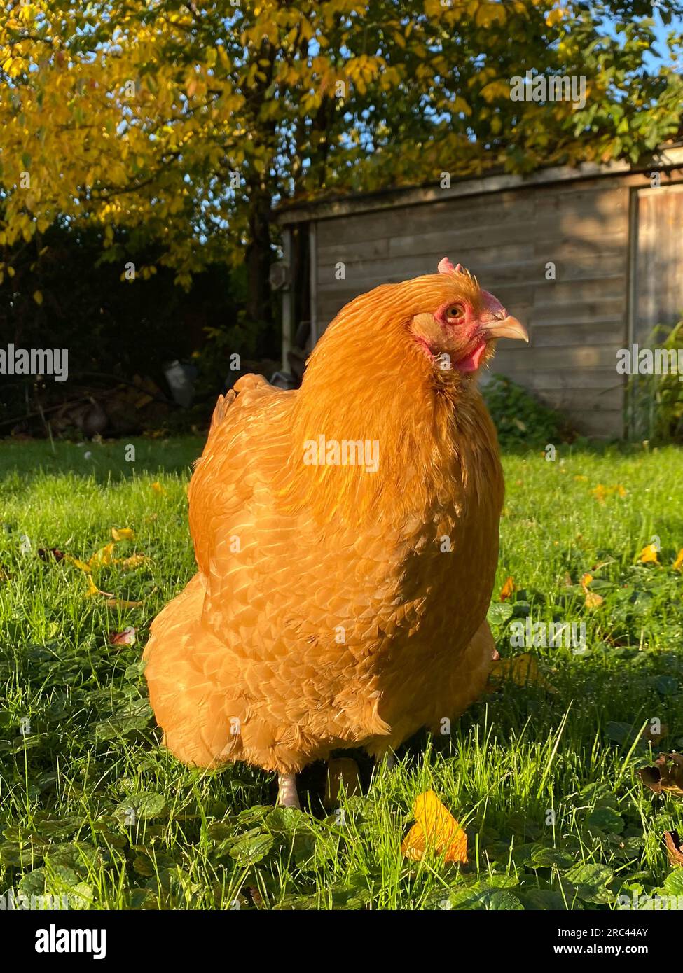 buff orpington hen roams freely in the back garden Stock Photo Alamy
