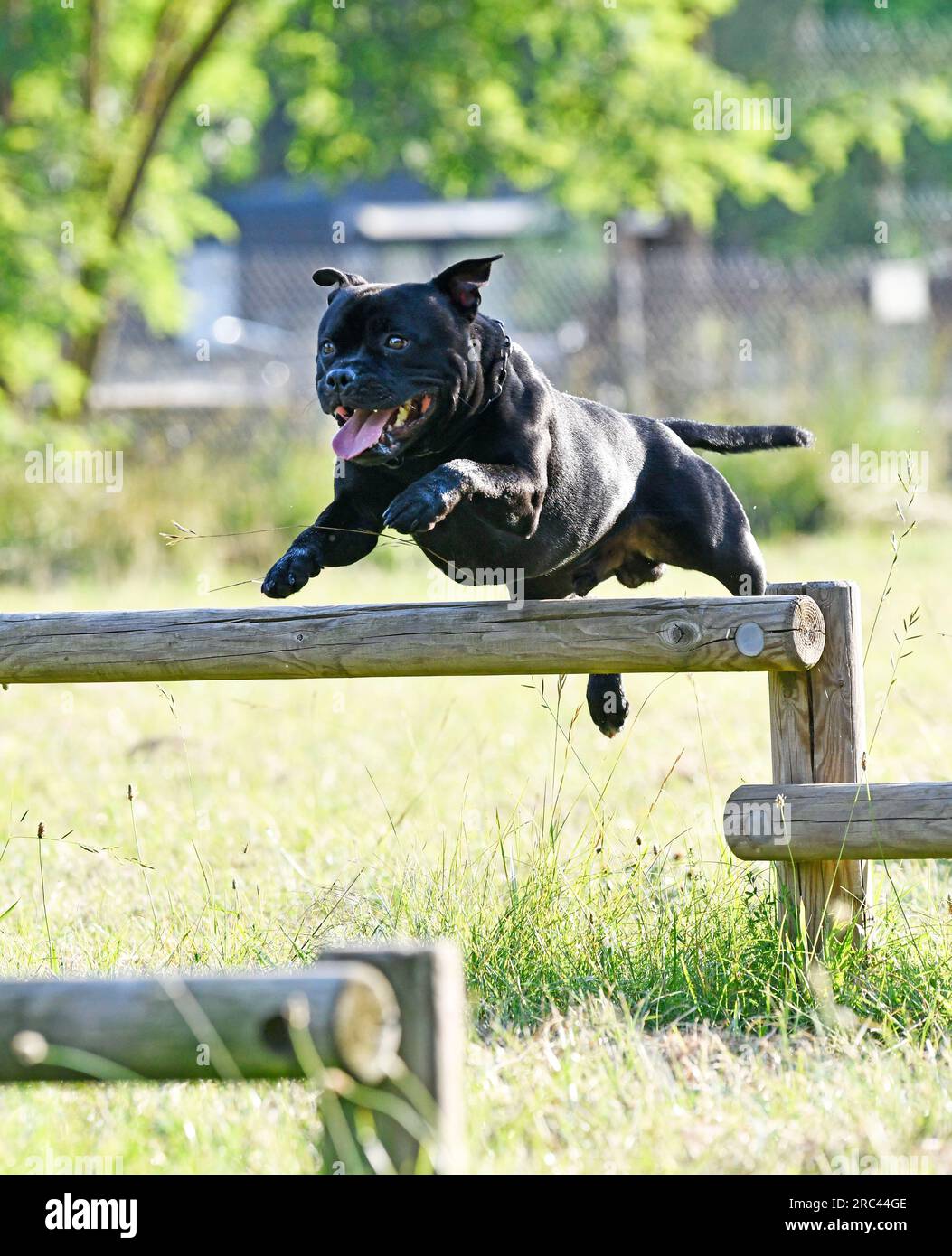 puppt staffordshire bull terrier free in a garden Stock Photo