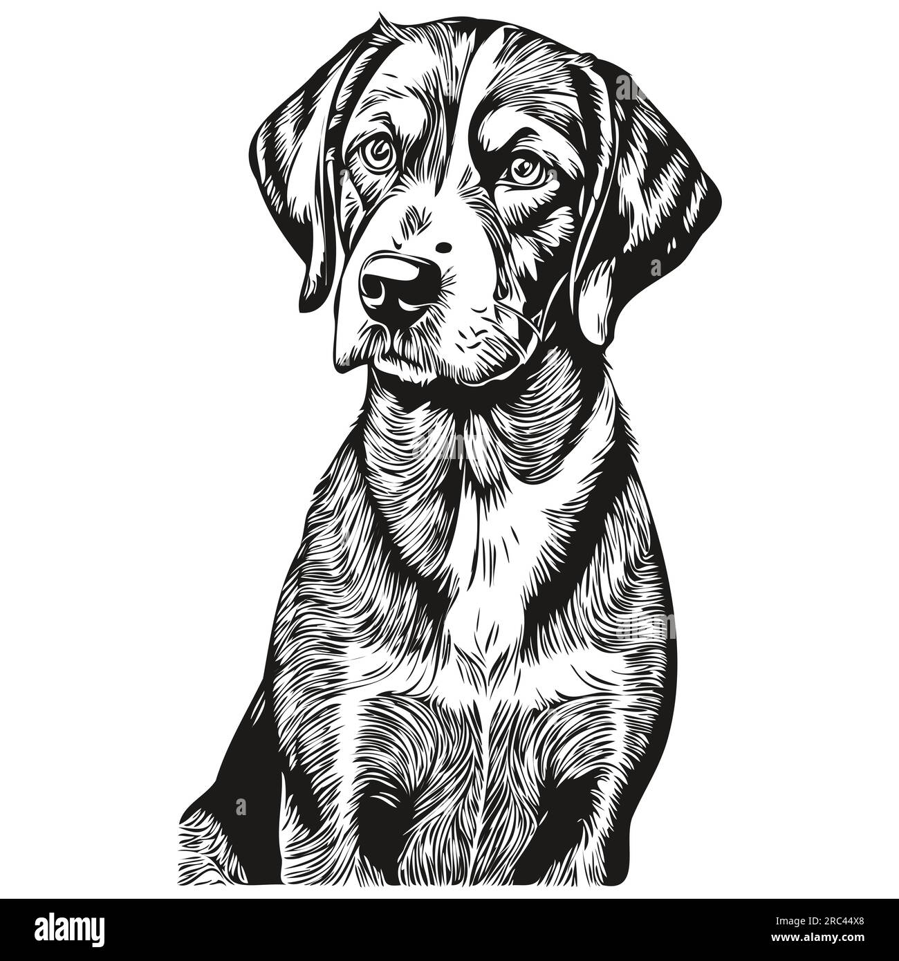 Bluetick Coonhound dog head line drawing vector,hand drawn illustration