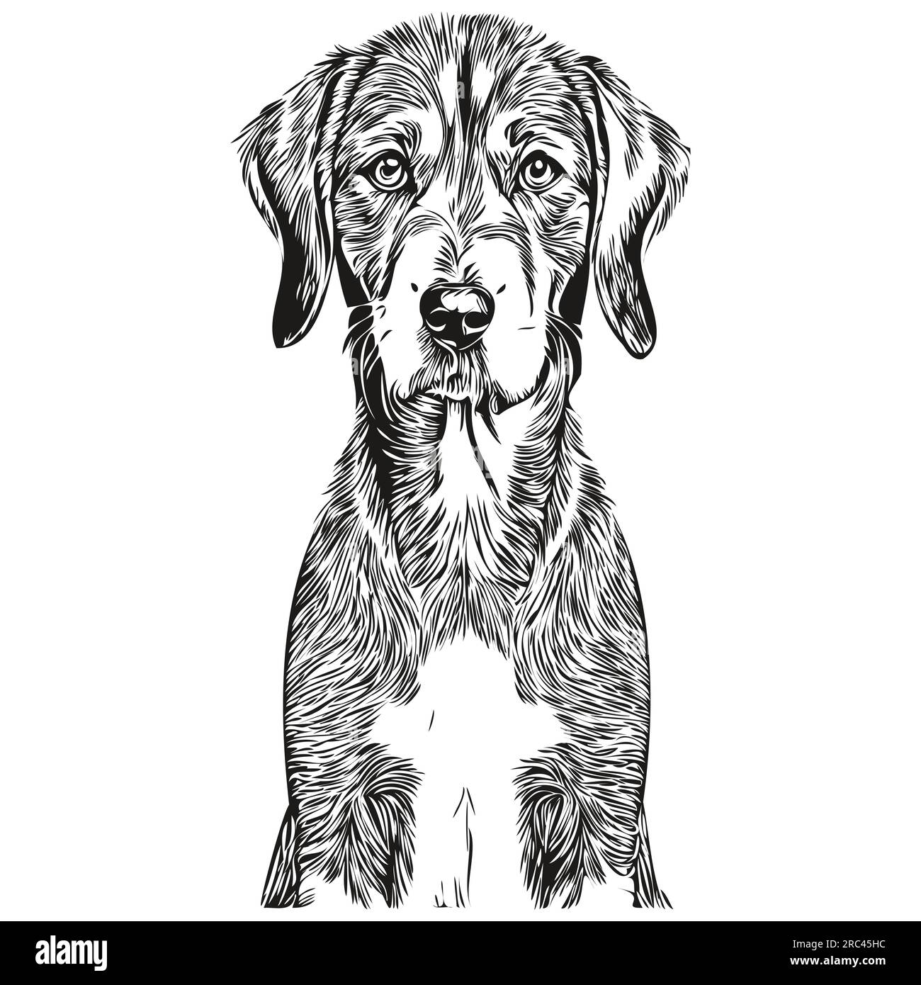 Bluetick Coonhound dog head line drawing vector,hand drawn illustration