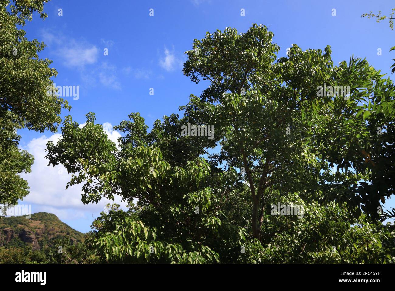 Manchineel tree (Hippomane mancinella) species in the Caribbean. Dangerous toxic tree. All parts of the tree are poisonous or toxic. Stock Photo