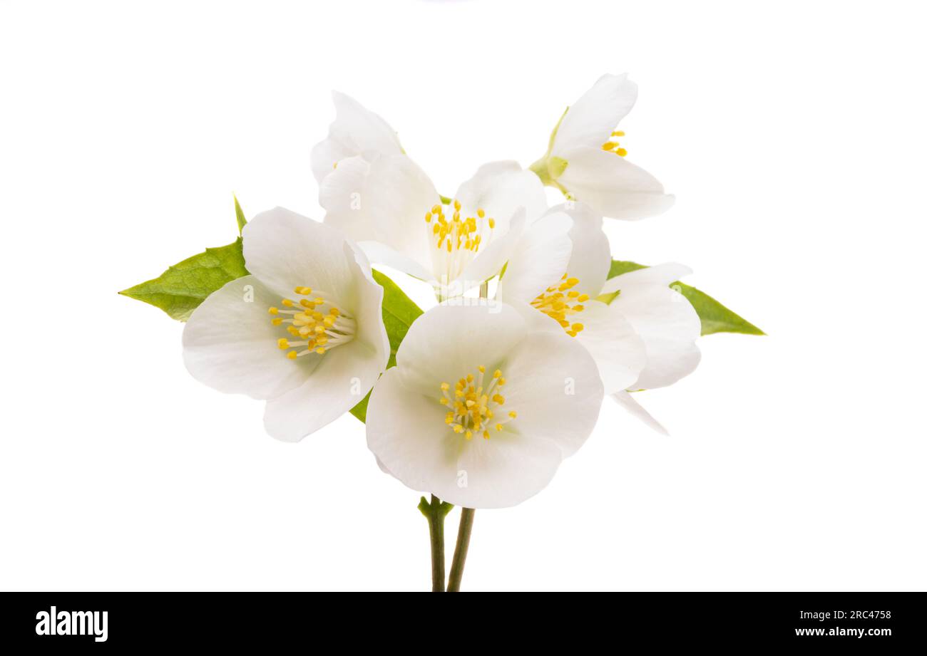 jasmine flowers isolated on white background Stock Photo - Alamy