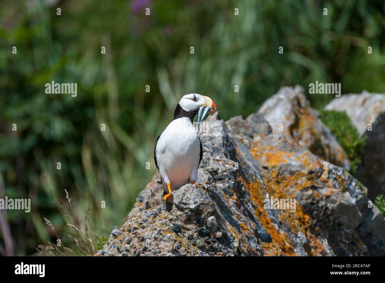Horned Puffin in Alaska Stock Photo