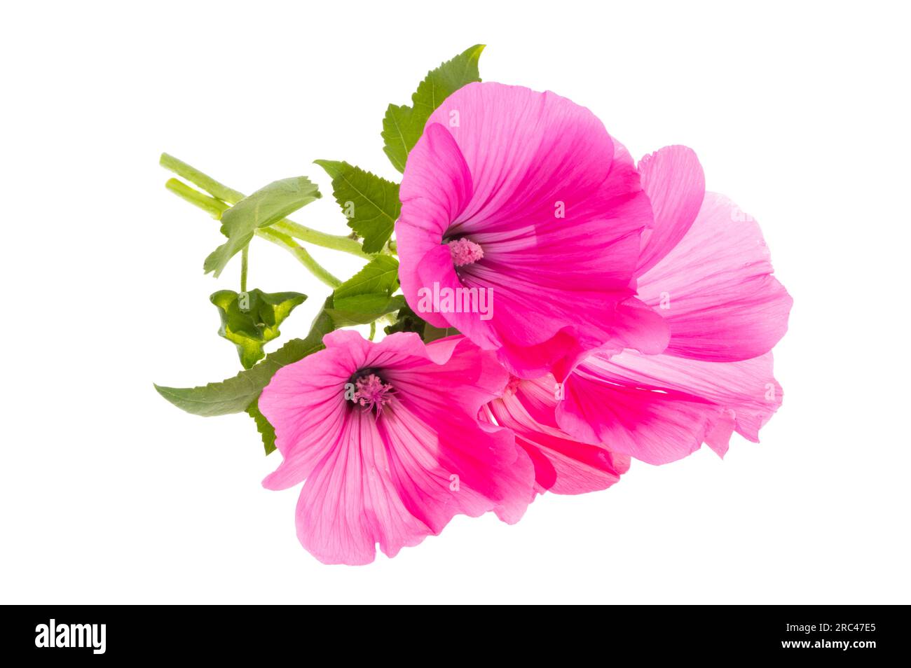 pink mallow isolated on white background Stock Photo - Alamy