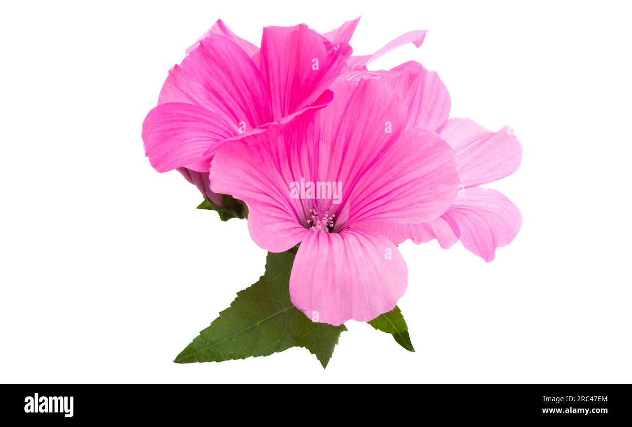 pink mallow isolated on white background Stock Photo - Alamy