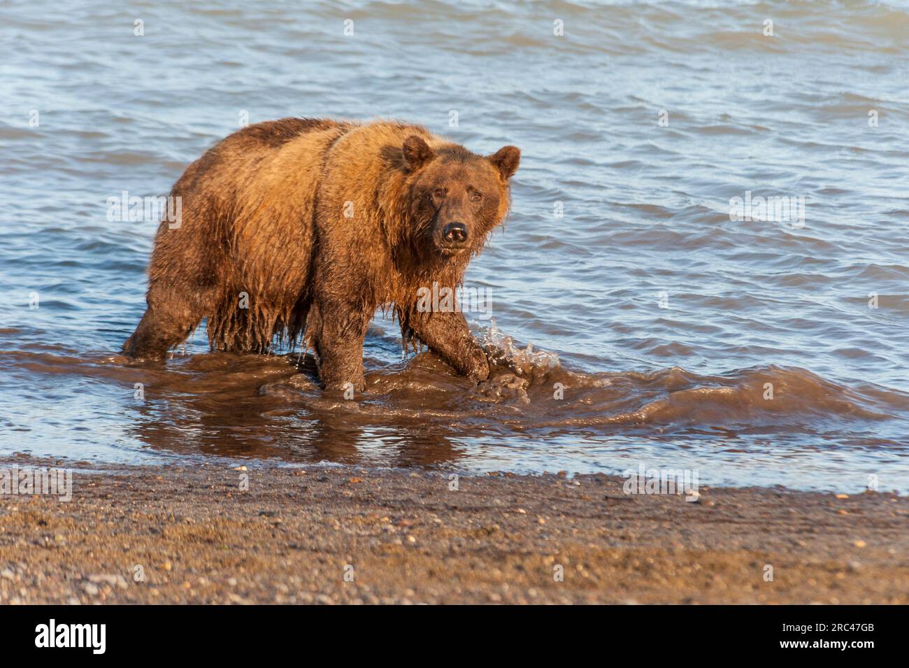 Alaska Brown or Grizzly Bears in - Alaska Brown Or Grizzly Bears In Lake Clark National Park Alaska 2RC47GB 