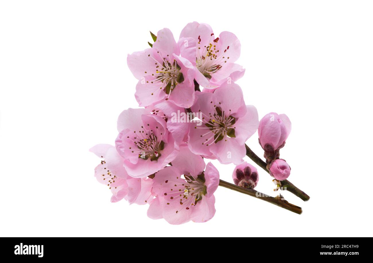 sakura flowers isolated on white background Stock Photo - Alamy
